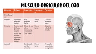 MUSCULO orbicular del ojo
Músculo Origen Inserción Inervació
n
Función
Orbicular del
ojo
Palpebral Ligamento
parpebral
medial.
Rafe
palpebral
lateral.
Nervio
facial.
Oclusión
palpebral
suave.
Orbitaria Porción nasal
del hueso
frontal;
apófisis
frontal del
maxilar;
ligamento
palpebral
medial.
Fibras de una
elipse
ininterrumpi
da alrededor
de la órbita.
Nervio
facial.
Oclusión
palpebral
forzada.
Lagrimal Bordes de la
cavidad
orbitaria.
Nervio
facial.
Ayuda a la
secreción de
las lágrimas.
 