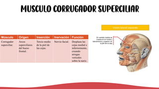 MUSCULO corrugador superciliar
Músculo Origen Inserción Inervación Función
Corrugador
superciliar.
Arcos
superciliares
del hueso
frontal.
Tercio medio
de la piel de
las cejas.
Nervio facial. Desplaza las
cejas medial e
inferiormente,
creando
arrugas
vericales
sobre la nariz.
 