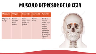 MUSCULO depresor de la ceja
Músculo Origen Inserción Inervació
n
Función
Depresor de
la ceja.
Porción
nasal del
hueso
frontal.
Tercio
medio de la
piel de las
glabela.
Nervio
facial.
Tira de la
porción
medial hacia
abajo y
provoca
arrugas
transversas
del puente
de la nariz y
frunce el
ceño.
 
