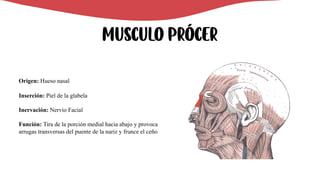 MUSCULO Prócer
Origen: Hueso nasal
Inserción: Piel de la glabela
Inervación: Nervio Facial
Función: Tira de la porción medial hacia abajo y provoca
arrugas transversas del puente de la nariz y frunce el ceño
 