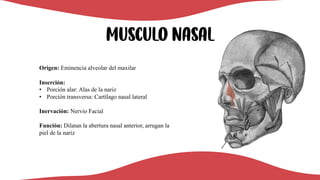 MUSCULO nasal
Origen: Eminencia alveolar del maxilar
Inserción:
• Porción alar: Alas de la nariz
• Porción transversa: Cartílago nasal lateral
Inervación: Nervio Facial
Función: Dilatan la abertura nasal anterior, arrugan la
piel de la nariz
 