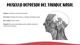 MUSCULO depresor del tabique nasal
Origen: Eminencia alveolar del maxilar
Inserción: Cartílago alar mayor y cartílago del tabique nasal
Inervación: Nervio Facial
Función: Descenso del tabique nasal, también estrecha el
orificio de las narinas
 