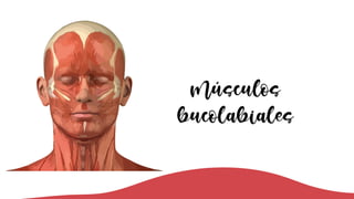 Músculos
bucolabiales
 
