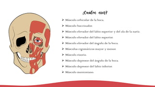 ¿Cuáles son?
Ø Músculo orbicular de la boca.
Ø Músculo buccinador.
Ø Músculo elevador del labio superior y del ala de la nariz.
Ø Músculo elevador del labio superior.
Ø Músculo elevador del ángulo de la boca.
Ø Músculos cigomáticos mayor y menor.
Ø Músculo risorio.
Ø Músculo depresor del ángulo de la boca.
Ø Músculo depresor del labio inferior.
Ø Músculo mentoniano.
 