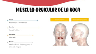 Músculo orbicular de la boca
Porción marginal y lateral de la boca.
Origen
Mucosa de los labios.
Inserción
Nervio facial
Inervación
Esfínter de la boca, comprime y protuye los
labios, ayuda al lenguaje.
Función
 