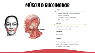 Músculo buccinador
• Extremo posterior de la apófisis alveolar del
maxilar y la mandíbula.
• Línea oblicua externa de la mandíbula.
• Rafe pterygomandibular.
Origen
Ángulo de la boca, y labio superior e inferior,
constituye la masa de las mejillas.
Inserción
Nervio facial
Inervación
Masticación y deglución, comprime las mejillas
contra molars durante la masticación. También
se contrae al silbar o aspirar.
Función
 
