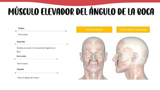 Músculo elevador del ángulo de la boca
Fosa canina.
Origen
Termina en la piel y la mucosa del ángulo de la
boca.
Inserción
Nervio facial
Inervación
Eleva el ángulo de la boca.
Función
 
