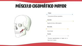 Músculo Cigomático mayor
Cara anterior del hueso cigomático.
Origen
Ángulo de la boca y labio superior.
Inserción
Nervio facial
Inervación
Tracciona superolateralente al ángulo de la
boca al reír o sonreír.
Función
 