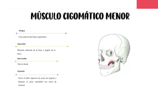 Músculo cigomático menor
Cara anterior del hueso cigomático.
Origen
Músculo orbicular de la boca y ángulo de la
boca.
Inserción
Nervio facial
Inervación
Eleva el labio superior (en casos de alegría) y
derpime el surco nasolabial (en casos de
tristeza).
Función
 