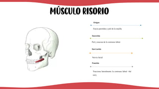 Músculo risorio
Fascia parotídea y piel de la mejilla.
Origen
Piel y mucosa de la comisura labial.
Inserción
Nervio facial
Inervación
Tracciona lateralmente la comisura labial –8al
reír).
Función
 