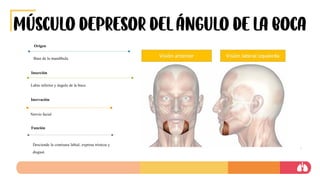 Músculo depresor del ángulo de la boca
Base de la mandíbula.
Origen
Labio inferior y ángulo de la boca.
Inserción
Nervio facial
Inervación
Desciende la comisura labial, expresa tristeza y
disgust.
Función
 
