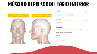 Músculo depresor del labio inferior
Tubérculo mental de la mandíbula.
Origen
Labio inferior.
Inserción
Ramas bucales del Nervio facial
Inervación
Depresor del labio inferior.
Función
 