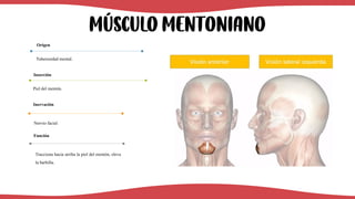 Músculo Mentoniano
Tuberosidad mental.
Origen
Piel del mentón.
Inserción
Nervio facial
Inervación
Tracciona hacia arriba la piel del mentón, eleva
la barbilla.
Función
 