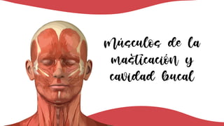 Músculos de la
masticación y
cavidad bucal
 
