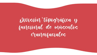 División topográfica y
funcional de músculos
craneofaciales
 