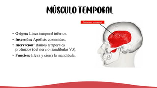 Músculo Temporal
• Origen: Línea temporal inferior.
• Inserción: Apófisis coronoides.
• Inervación: Ramos temporales
profundos (del nervio mandibular V3).
• Función: Eleva y cierra la mandíbula.
 
