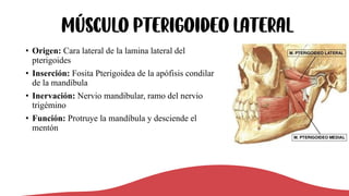 Músculo Pterigoideo lateral
• Origen: Cara lateral de la lamina lateral del
pterigoides
• Inserción: Fosita Pterigoidea de la apófisis condilar
de la mandíbula
• Inervación: Nervio mandibular, ramo del nervio
trigémino
• Función: Protruye la mandíbula y desciende el
mentón
 
