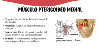 Músculo pterigoideo medial
• Origen: Cara medial de la lamina lateral de
pterigoides.
• Inserción: Ángulo de la mandíbula (cara
posterior).
• Inervación: Ramo pterigoideo medial del
tronco posterior del ramo mandibular.
• Función: Actúa de forma sinérgica con el
masetero para elevar la mandíbula.
 
