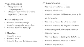 ØEpicraneanos
• Occipitofrontal
• Temporoparietal
• Músculos auriculares (anterior,
superior y posterior).
ØPeriorbitarios
• Músculo orbicular del ojo
• Músculo corrugador superciliar.
• Músculo depresor de la ceja.
ØNasales
• Músculo prócer.
• Músculo nasal.
• Müsculo depresor del tabique nasal
Ø Bucolabiales
• Músculo orbicular de la boca.
• Músculo buccinador.
• Músculo elevador del labio superior y del
ala de la nariz.
• Músculo elevador del labio superior.
• Músculo elevador del ángulo de la boca.
• Músculos cigomáticos mayor y menor.
• Músculo risorio.
• Músculo depresor del ángulo de la boca.
• Músculo depresor del labio inferior.
• Músculo mentoniano.
 