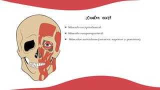 ¿Cuáles son?
Ø Músculo occipitofrontal.
Ø Músculo temporoparietal.
Ø Músculos auriculares (anterior, superior y posterior)
 