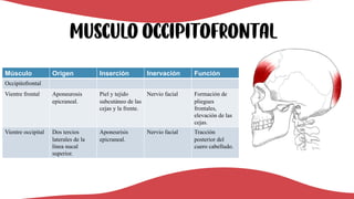 MUSCULO occipitofrontal
Músculo Origen Inserción Inervación Función
Occipitofrontal
Vientre frontal Aponeurosis
epicraneal.
Piel y tejido
subcutáneo de las
cejas y la frente.
Nervio facial Formación de
pliegues
frontales,
elevación de las
cejas.
Vientre occipital Dos tercios
laterales de la
línea nucal
superior.
Aponeurisis
epicraneal.
Nervio facial Tracción
posterior del
cuero cabelludo.
 