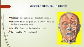 Musulo Procer Clase de anatomia sobre muculos de la cara y craneo | PPTX
