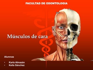 Músculos de cara
Alumnas
• Karla Almazán
• Keila Sánchez
FACULTAD DE ODONTOLOGIA
 