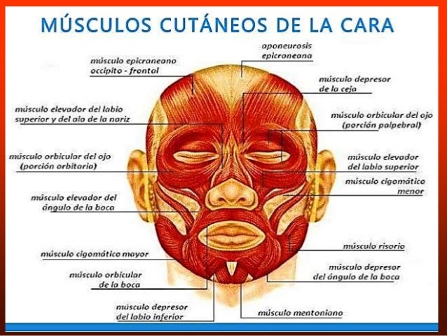 semen en la cara músculo semen en la cara músculo