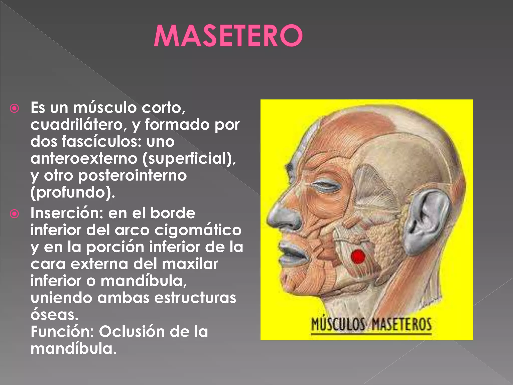 Musculos de la cara y craneo | PPTX