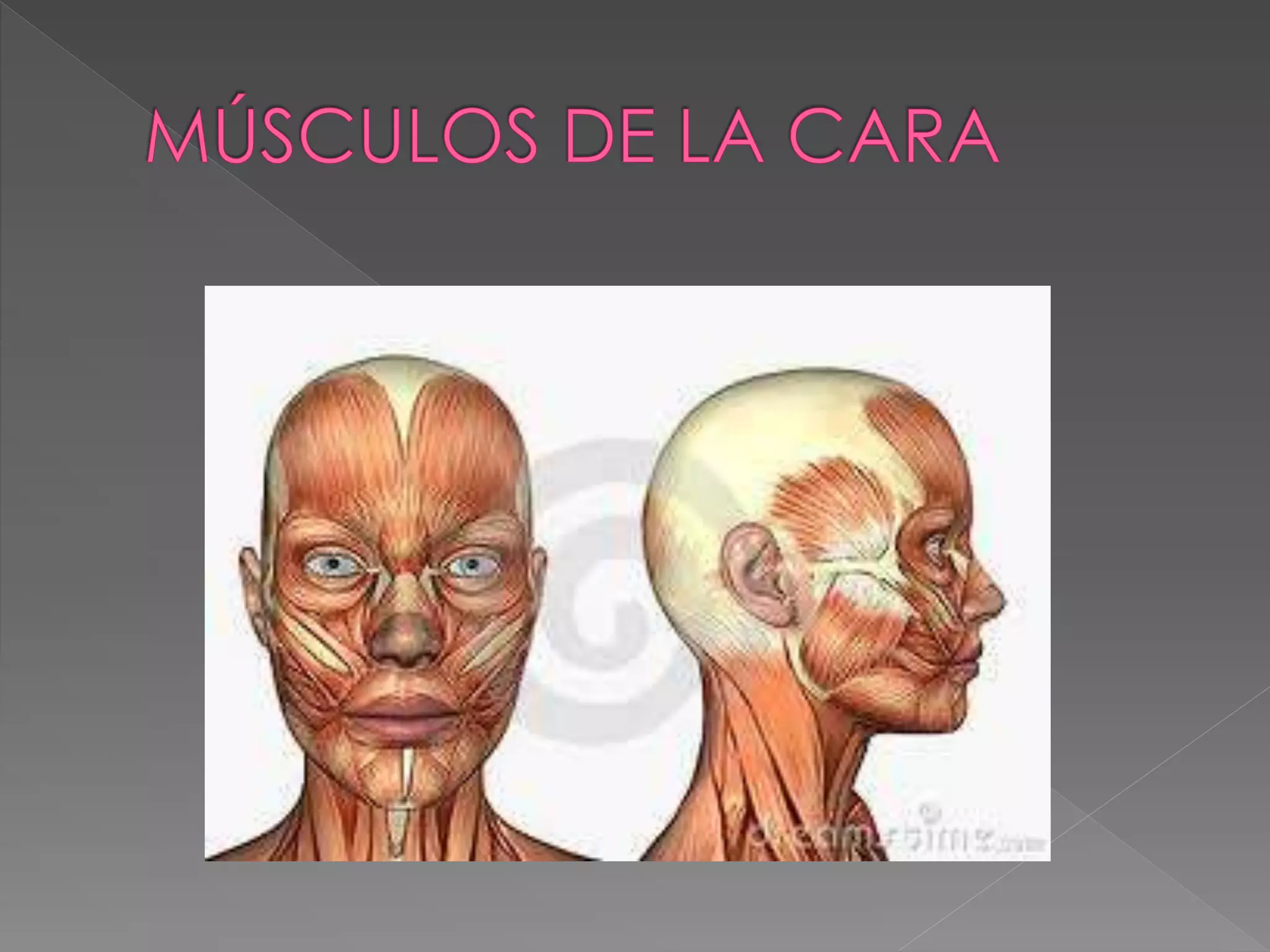Musculos de la cara y craneo | PPTX