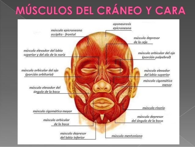 Al dolor en la espalda da en el pie izquierdo