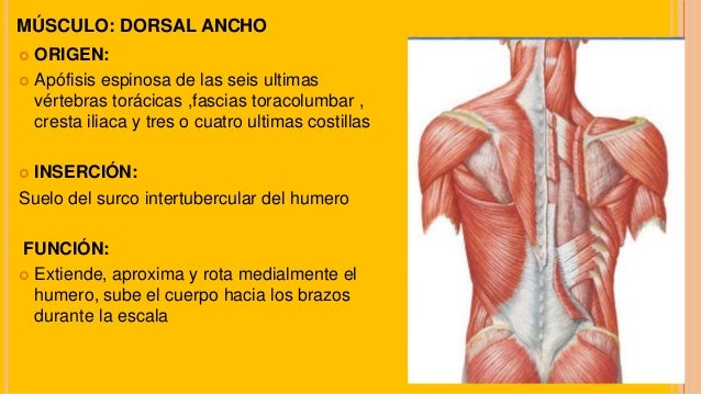 MÚSCULOS DE LA CINTURA ESCAPULAR