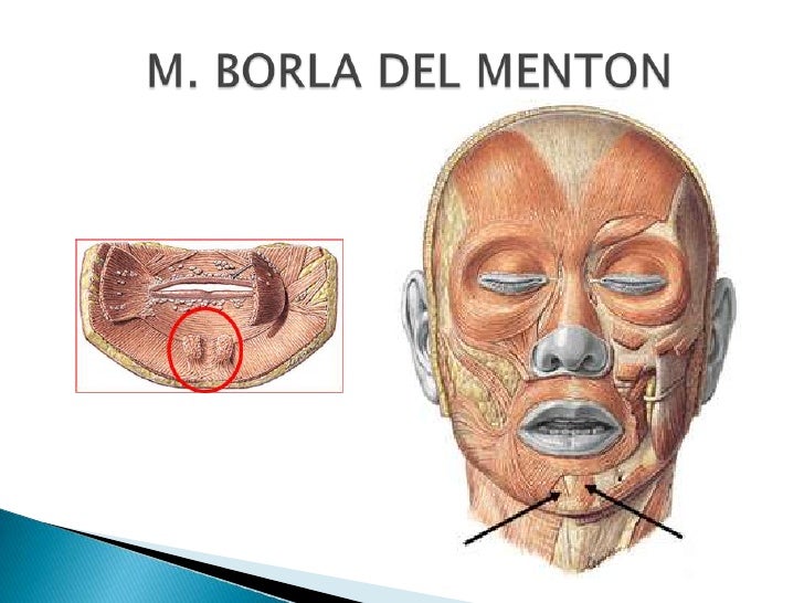 Musculos De La ExprecióN Facial Musculos De La ExprecióN Facial