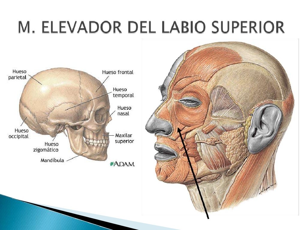Musculos De La ExprecióN Facial Musculos De La ExprecióN Facial