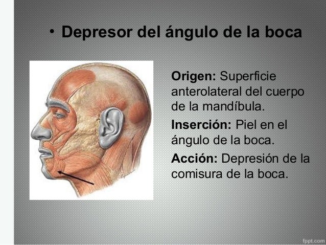 Músculos de la expresión facial