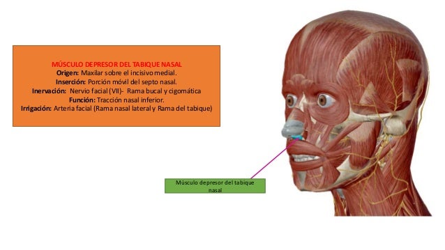 Depresor Del Tabique Nasal Origen E Insercion www.slideshare.net