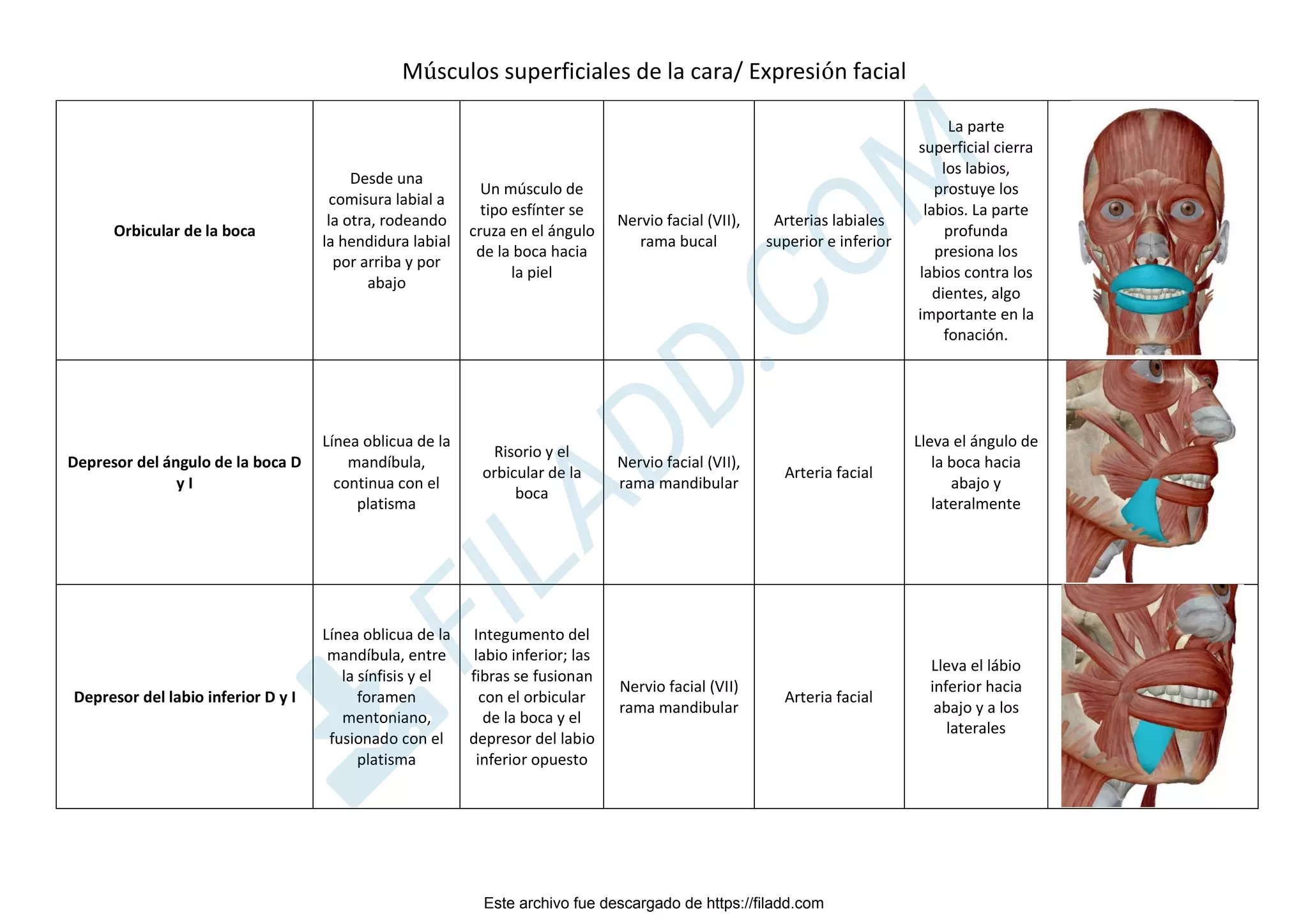 Musculos De La Expresion Facial pdf