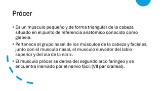 Musulo Procer Musculos de la expresion facial.pdfspuntes | PDF
