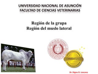 Región de la grupa
Región del muslo lateral
Dr. Digno D. Lezcano
 