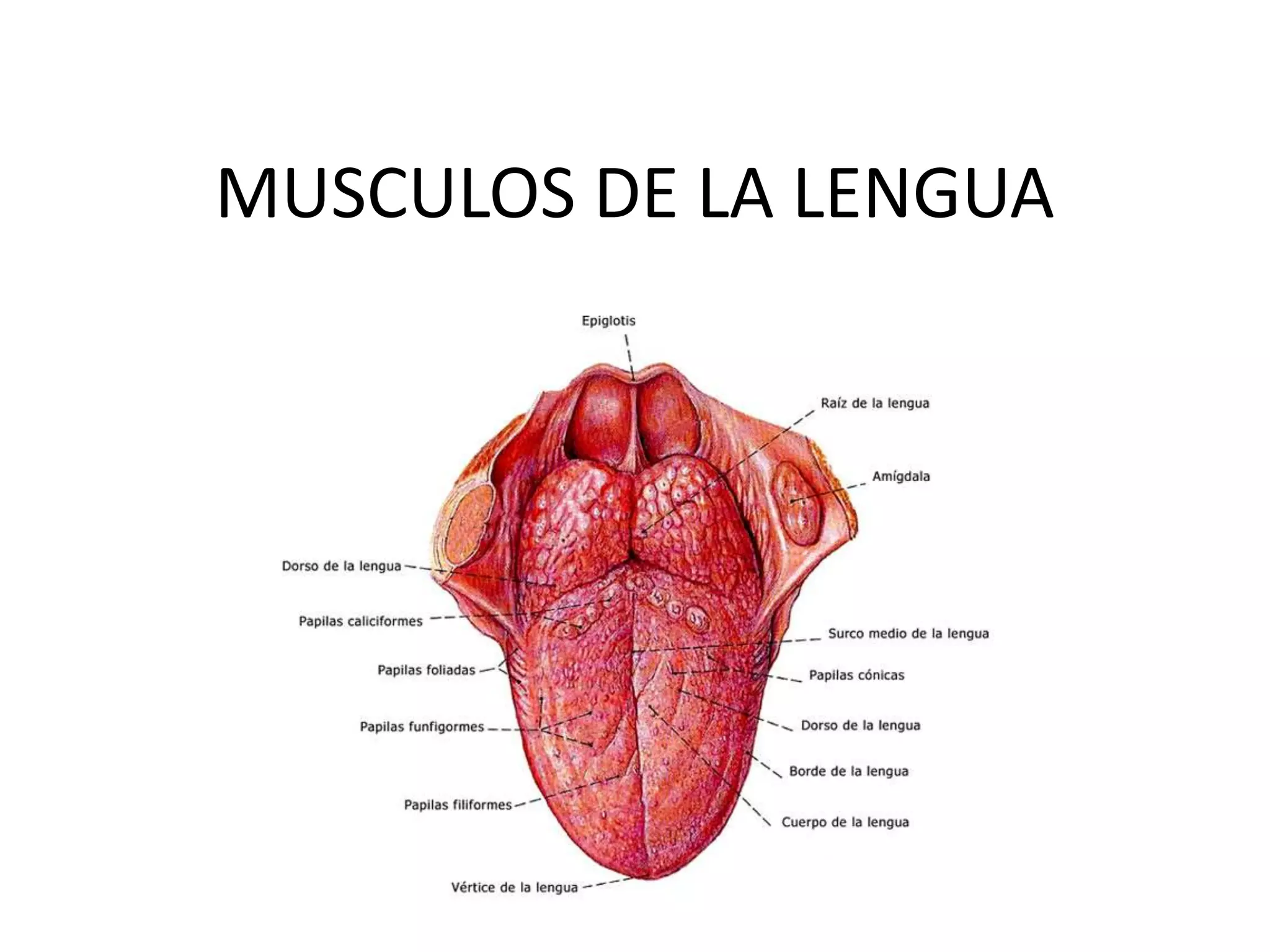 Musculos de la lengua | PPTX