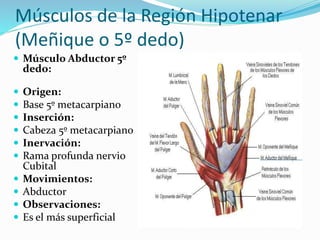 Músculos de la Región Hipotenar
(Meñique o 5º dedo)
 Músculo Abductor 5º
dedo:
 Origen:
 Base 5º metacarpiano
 Inserción:
 Cabeza 5º metacarpiano
 Inervación:
 Rama profunda nervio
Cubital
 Movimientos:
 Abductor
 Observaciones:
 Es el más superficial
 