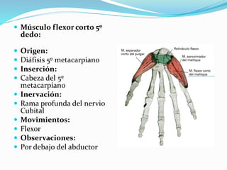  Músculo flexor corto 5º
dedo:
 Origen:
 Diáfisis 5º metacarpiano
 Inserción:
 Cabeza del 5º
metacarpiano
 Inervación:
 Rama profunda del nervio
Cubital
 Movimientos:
 Flexor
 Observaciones:
 Por debajo del abductor
 