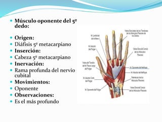  Músculo oponente del 5º
dedo:
 Origen:
 Diáfisis 5º metacarpiano
 Inserción:
 Cabeza 5º metacarpiano
 Inervación:
 Rama profunda del nervio
cubital
 Movimientos:
 Oponente
 Observaciones:
 Es el más profundo
 