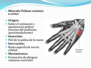  Músculo Palmar cutáneo
o corto:
 Origen:
 Sobre el retináculo y
aponeurosis palmar
(encima del pisiforme
aproximadamente)
 Inserción:
 Piel de la palma de la mano
 Inervación:
 Rama superficial nervio
cubital
 Movimientos:
 Formación de pliegues
cutáneos verticales
M palmar
cutáneo
 