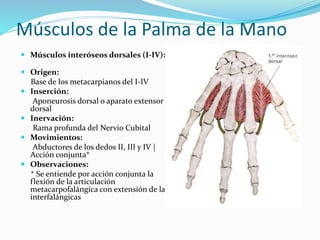 Músculos de la Palma de la Mano
 Músculos interóseos dorsales (I-IV):
 Origen:
Base de los metacarpianos del I-IV
 Inserción:
Aponeurosis dorsal o aparato extensor
dorsal
 Inervación:
Rama profunda del Nervio Cubital
 Movimientos:
Abductores de los dedos II, III y IV |
Acción conjunta*
 Observaciones:
* Se entiende por acción conjunta la
flexión de la articulación
metacarpofalángica con extensión de las
interfalángicas
 