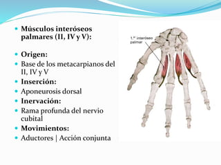  Músculos interóseos
palmares (II, IV y V):
 Origen:
 Base de los metacarpianos del
II, IV y V
 Inserción:
 Aponeurosis dorsal
 Inervación:
 Rama profunda del nervio
cubital
 Movimientos:
 Aductores | Acción conjunta
 