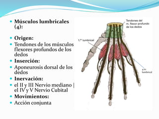  Músculos lumbricales
(4):
 Origen:
 Tendones de los músculos
flexores profundos de los
dedos
 Inserción:
 Aponeurosis dorsal de los
dedos
 Inervación:
 el II y III Nervio mediano |
el IV y V Nervio Cubital
 Movimientos:
 Acción conjunta
4.to
lumbrical
 
