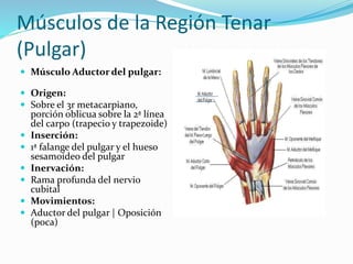 Músculos de la Región Tenar
(Pulgar)
 Músculo Aductor del pulgar:
 Origen:
 Sobre el 3r metacarpiano,
porción oblicua sobre la 2ª línea
del carpo (trapecio y trapezoide)
 Inserción:
 1ª falange del pulgar y el hueso
sesamoideo del pulgar
 Inervación:
 Rama profunda del nervio
cubital
 Movimientos:
 Aductor del pulgar | Oposición
(poca)
 