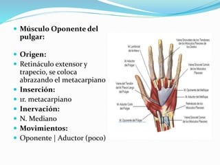  Músculo Oponente del
pulgar:
 Origen:
 Retináculo extensor y
trapecio, se coloca
abrazando el metacarpiano
 Inserción:
 1r. metacarpiano
 Inervación:
 N. Mediano
 Movimientos:
 Oponente | Aductor (poco)
 