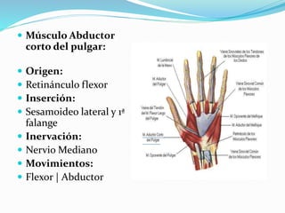  Músculo Abductor
corto del pulgar:
 Origen:
 Retinánculo flexor
 Inserción:
 Sesamoideo lateral y 1ª
falange
 Inervación:
 Nervio Mediano
 Movimientos:
 Flexor | Abductor
 